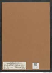 Cystopleura turgida var. ? zebrina (Ehr.) Rabh. (de-Toni-Nr.: Genus 103, Species 3116) Zeichnungen Sammlung Grunow Mappe 03355 (Herbarium_W_Grunow_drawings_Folder_03355)